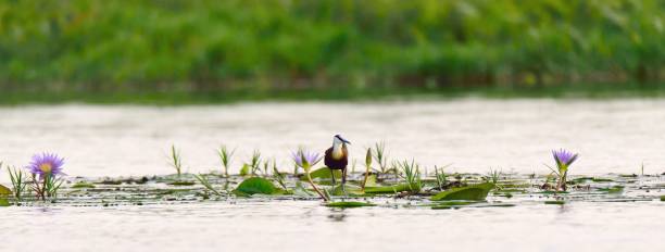 An African Jacana stands on lily pads between two lily blossoms in the Mabamab swamp of Uganda