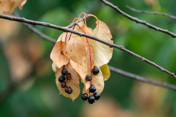 zbliżenie suszonych czarnych jagód i żółtych liści prunus serotina czarna wiśnia - dried cherries zdjęcia i obrazy z banku zdjęć