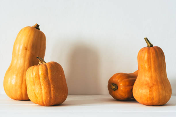 istock Authentic rustic pumpkin of different shapes with flaws , scratches and imperfections on white background,Fall background, harvest Season, Soft light, warm pastel colors 1173139414