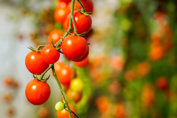 Image of fresh organic cherry tomatoes on tree closeup image of fresh organic cherry tomatoes on tree tomato plant photos stock pictures, royalty-free photos & images