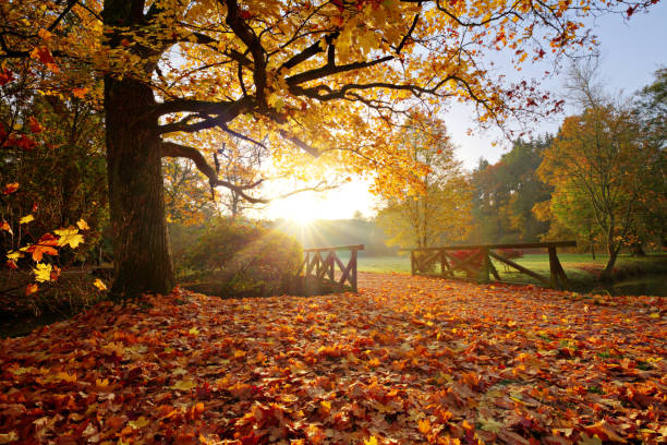 istock Autumn forest. Beautiful rural scenery. 1173140430