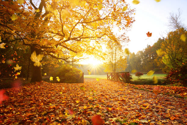 istock Autumn forest. Beautiful rural scenery. 1173140440