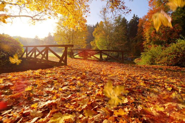 istock Autumn forest. Beautiful rural scenery. 1173140456