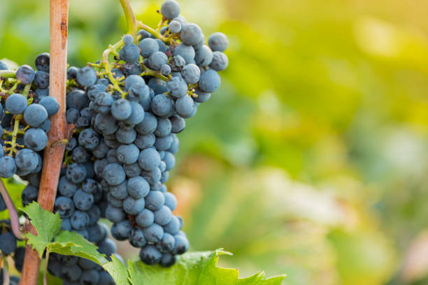 istock Bunch of grapes on a vineyard during sunset. 1173140596
