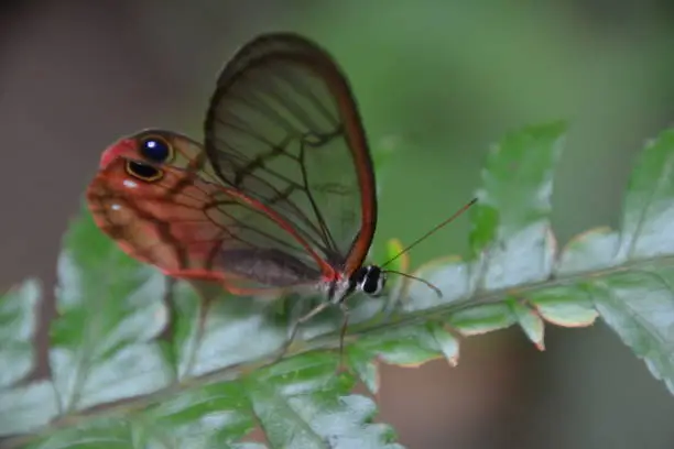 beautiful butterfly met in Costa rica