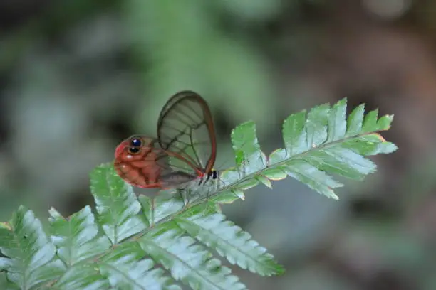 beautiful butterfly met in Costa rica