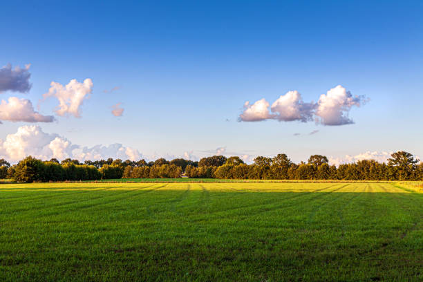 istock Dutch landscape with grass and trees 1173141814