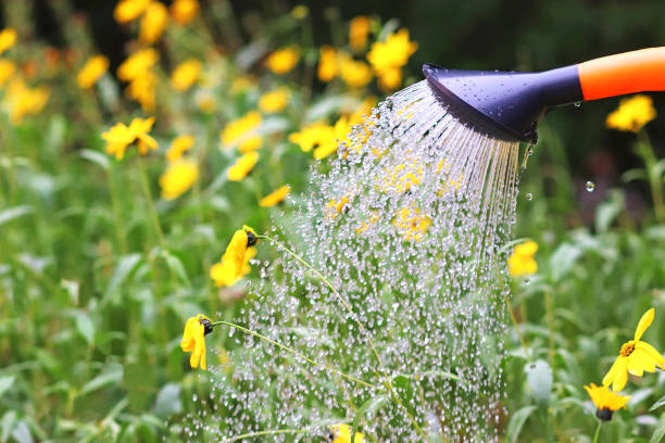 istock watering yellow flowers 1173144780