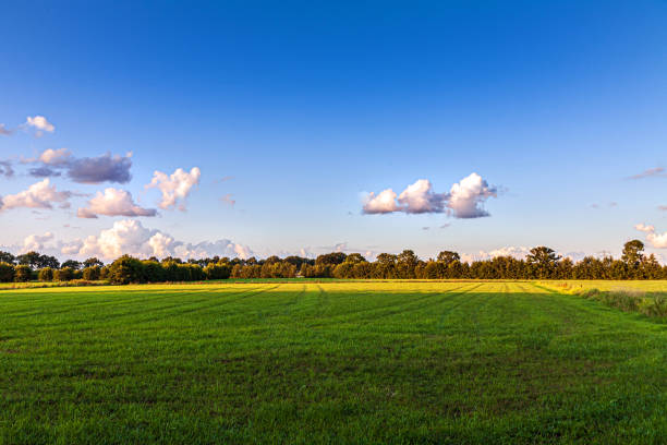 istock Dutch landscape in Amersfoort with grass and trees 1173144787