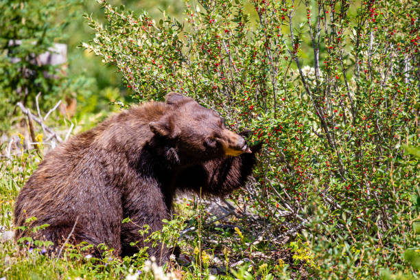 istock Black bear (Ursus americanus) eating wild berries in the forest. 1173144844