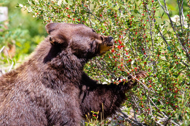 istock Black bear eating wild berries in the forest. 1173144849