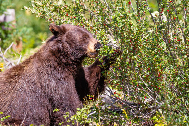 istock Black bear devouring wild berries in Montana 1173144912