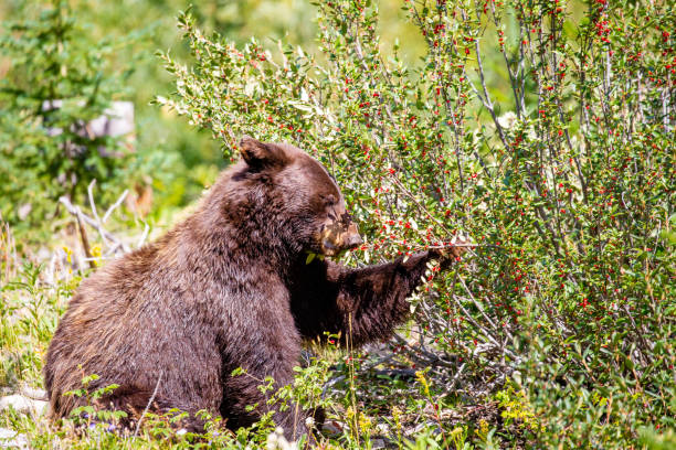 istock Black bear eating berries in Montana 1173144921