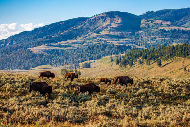 istock American Bison in Hayden Valley Yellowstone National Park 1173145007