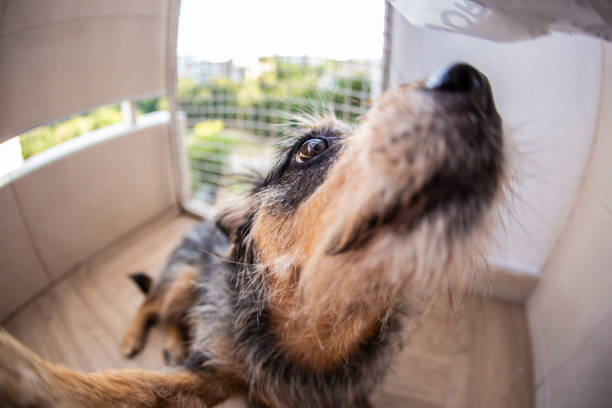 istock Domestic dog at home funny 1173146620