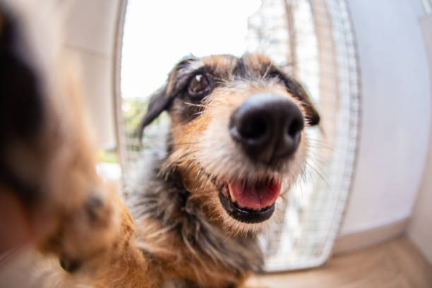 Domestic dog at home funny Dog is taking a selfie snout stock pictures, royalty-free photos & images