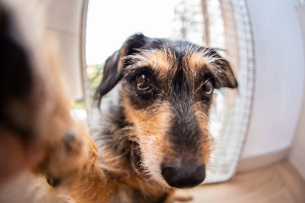 istock Domestic dog at home funny 1173146629