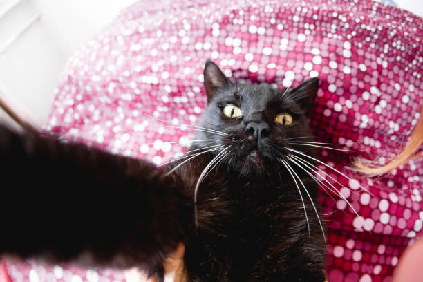 Cat is taking a selfie