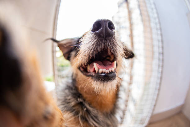istock Domestic dog at home funny 1173146745