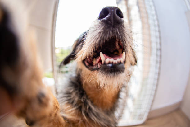 istock Domestic dog at home funny 1173146759