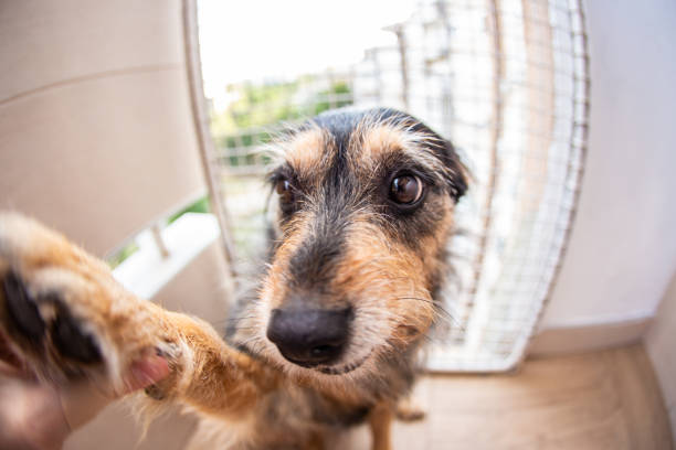 istock Domestic dog at home funny 1173146781