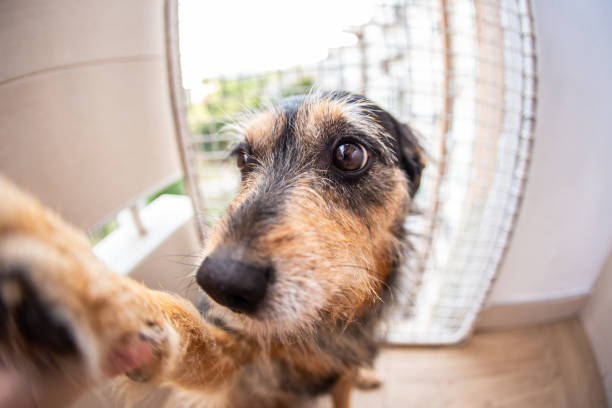 istock Domestic dog at home funny 1173146796