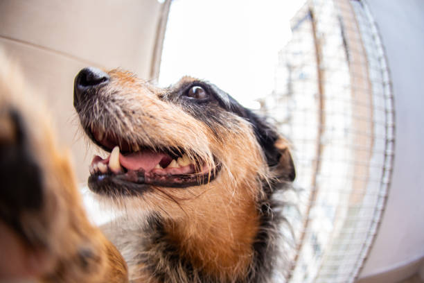 istock Domestic dog at home funny 1173146825