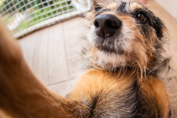 istock Domestic dog at home funny 1173146827