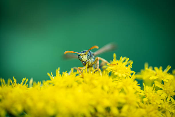 on a macro photo a black and yellow wasp eats flower pollen