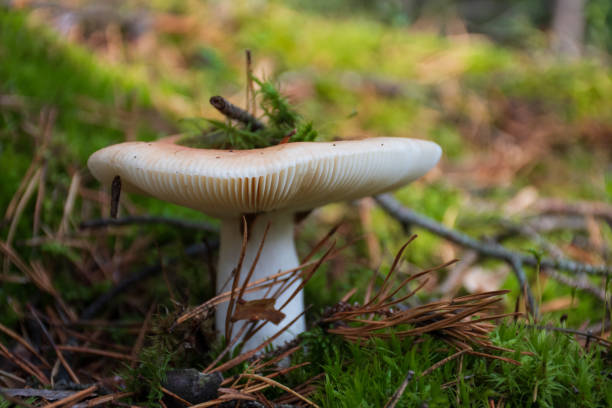 istock Mushroom in a forest among moss, autumn 1173149225