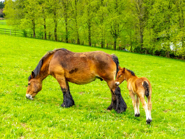 istock Ardennes foal standing next to its grazing mother 1173149413