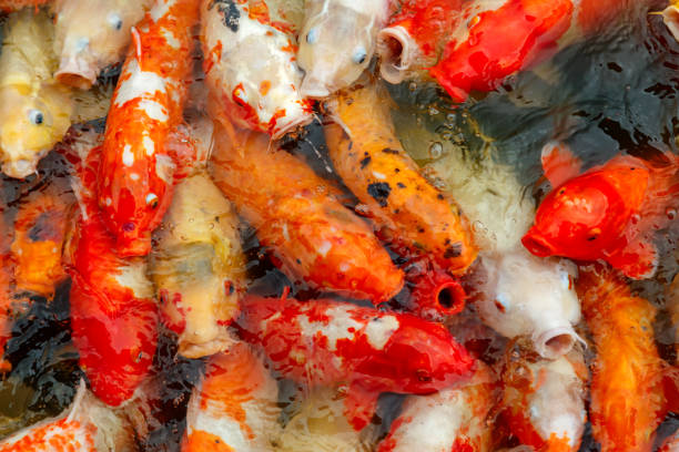 istock group of multi-colored koi carps 1173149418