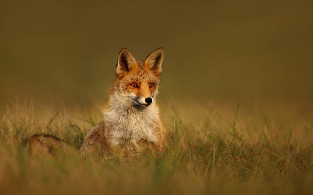 istock Close up of a Red fox at sunset 1173149990