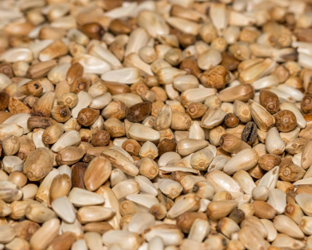 istock Closeup of Safflower seeds in a pile 1173150538