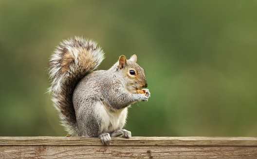 Close up of a cute grey squirrel eating nuts on a wooden fence, autumn in UK.