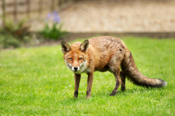 istock Close up of a red fox standing on a green grass 1173150692