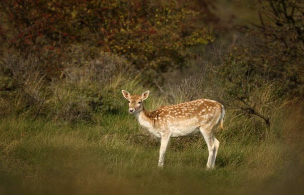 Close-up of a young Fallow deer in the meadow Close-up of a young Fallow deer in the field of grass, UK. fallow deer photos stock pictures, royalty-free photos & images