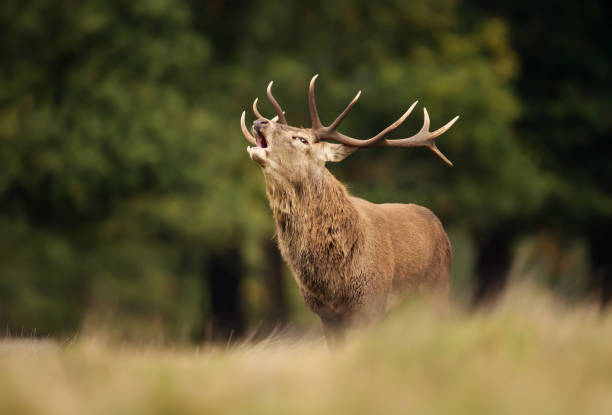 istock Red deer stag calling during rutting season in autumn 1173150746