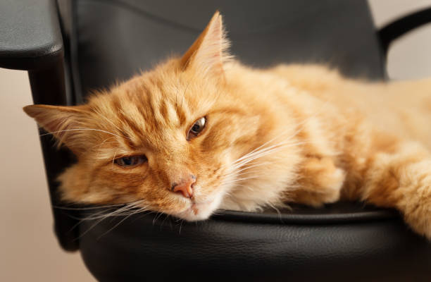 istock Ginger cat lying on a black leather chair 1173150747