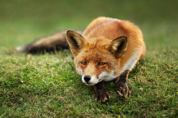 istock Close up of a relaxed Red fox lying on a grass 1173150773