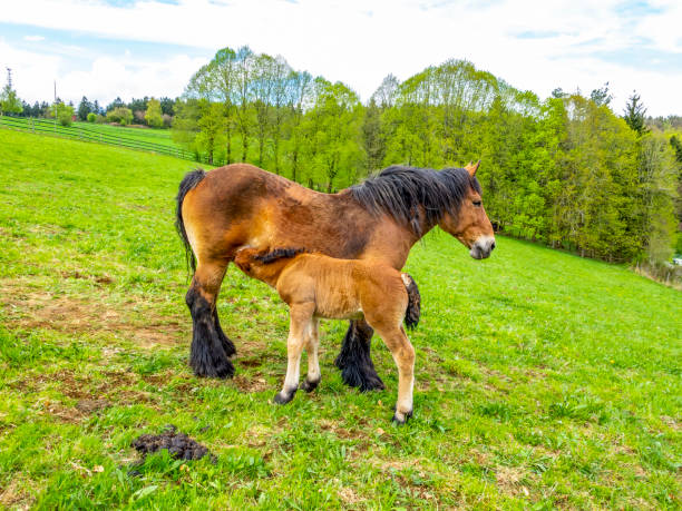 istock Ardennes foal with its mother 1173150787