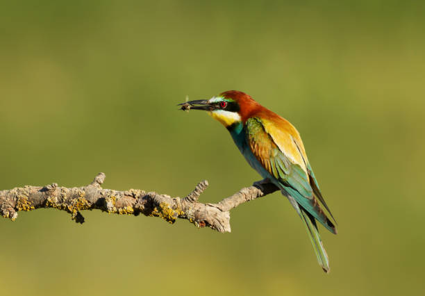 istock European Bee-eater with a bee in the beak 1173150816