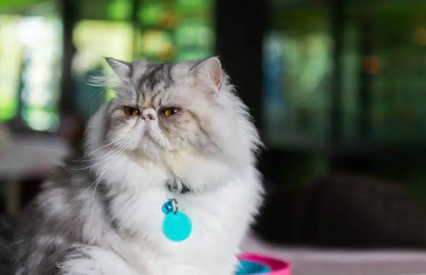 Photo of Cute Persian cat sitting on chair,