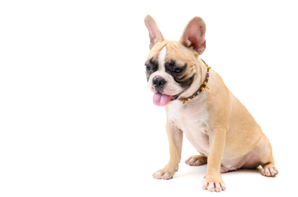 istock French bulldog, sitting and looking down 1173150862
