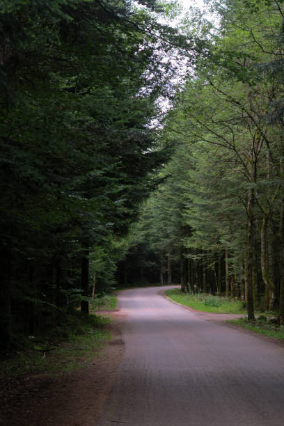 istock Road in the Black Forest 1173150928