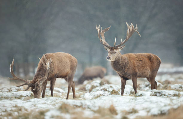 istock Group of red deer in winter 1173151000