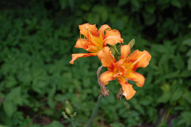 istock Two very orange lily flowers against a very gree background. 1173151026
