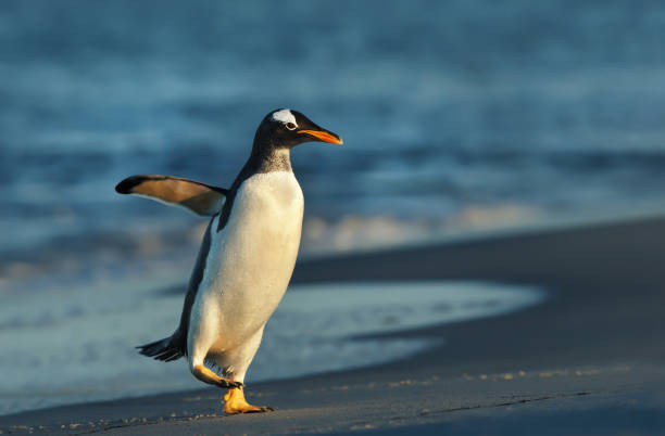 istock Gentoo penguin coming ashore from stormy waters 1173151081
