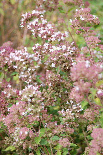 istock A dreamlike image of oregano in bloom. 1173151096
