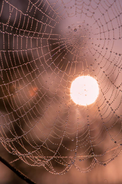 istock Dew drops on spider web in foggy field in morning. Spider web dew macro view. Spider web dew drops in morning field background 1173151121